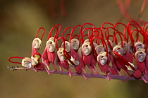 Grevillea {Grevillea sp} flowers unfurling, Boodjamulla (Lawn Hill) National Park, Queensland, Australia, June