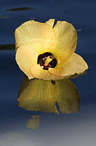 Hibiscus flower {Hibiscus sp} floating on Daintree river, North Queensland, Australia, September
