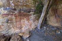 Quinkan-style Aboriginal rock art at the Honeymoon Aboriginal Rock Art Shelter, Jowabinna Rock Art Safari Camp, Cape York, Queensland, Australia