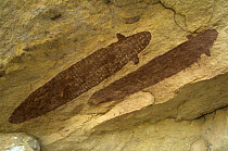 Quinkan-style Aboriginal rock art at the Wallaroo Aboriginal Rock Art Shelter, Jowabinna Rock Art Safari Camp, Cape York, Queensland, Australia