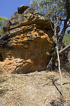Sandstone rock face of the Warning Rock Aboriginal Rock Art Shelter, Jowabinna Rock Art Safari Camp, Cape York, Queensland, Australia .
