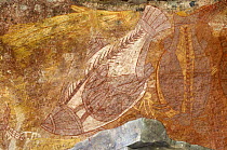 Aboriginal Xray-style art at the Ubirr Rock Art Shelter, Kakadu National Park, Northern Territory, Australia Restrictions: Editorial use only