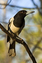 Pied Butcherbird {Cracticus nigrogularis picatus} perched, The Kimberley, Western Australia