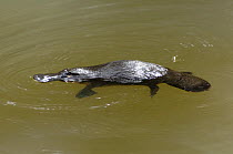 Wild Platypus {Ornithorhynchus anatinus} swimming on surface of water after ducking down to hunt for food, Eungella National Park, Queensland, Australia, April