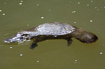Wild Platypus {Ornithorhynchus anatinus} swimming on surface of water after ducking down to hunt for food, Eungella National Park, Queensland, Australia, April