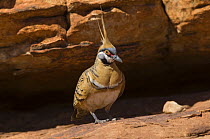 Spinifex pigeon {Geophaps / Petrophassa plumifera leucogaster} resting in shade, Watarrka (Kings Canyon) National Park, Northern Territory, Australia