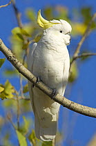 Sulphur-crested cockatoo {Cacatua galerita galerita} perched, Grampians National Park, Victoria, Australia