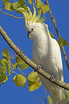 Sulphur-crested cockatoo {Cacatua galerita galerita} perched with crest raised, Grampians National Park, Victoria, Australia