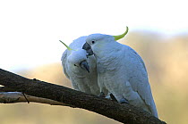 Sulphur-crested cockatoo {Cacatua galerita galerita} pair mutual grooming, Grampians National Park, Victoria, Australia