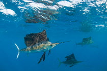 RF- Atlantic sailfish (Istiophorus albicans) hunting sardines, off Yucatan Peninsula, Mexico, Caribbean Sea. (This image may be licensed either as rights managed or royalty free.)