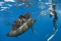 Mark Strickland photographs Atlantic sailfish {Istiophorus albicans} attacking bait ball of Spanish sardines / gilt sardine / pilchard / round sardinella  {Sardinella aurita} off Yucatan Peninsula, Me...
