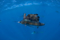 Atlantic sailfish {Istiophorus albicans} with treble hook caught in mouth, off Yucatan Peninsula, Mexico, Caribbean Sea