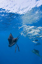 Atlantic sailfish {Istiophorus albicans} attacking bait ball of Spanish sardines / gilt sardine / pilchard / round sardinella {Sardinella aurita} off Yucatan Peninsula, Mexico, Caribbean Sea