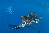 Atlantic sailfish {Istiophorus albicans} with bait ball of Spanish sardines / gilt sardine / pilchard / round sardinella {Sardinella aurita} off Yucatan Peninsula, Mexico, Caribbean Sea