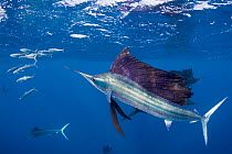 RF- Atlantic sailfish (Istiophorus albicans) attacking bait ball of Spanish sardines (Sardinella aurita) near Yucatan Peninsula, Mexico, Caribbean Sea. (This image may be licensed either as rights man...
