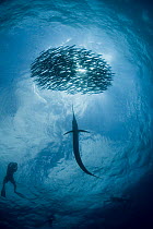 View from below of silhouette of diver and Atlantic sailfish {Istiophorus albicans} attacking bait ball of Spanish sardines / gilt sardine / pilchard / round sardinella {Sardinella aurita} off Yucatan...