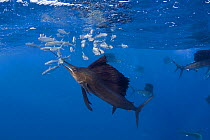 Atlantic sailfish {Istiophorus albicans} attacking bait ball of Spanish sardines / gilt sardine / pilchard / round sardinella {Sardinella aurita} off Yucatan Peninsula, Mexico, Caribbean Sea. Sardine...