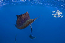 Atlantic sailfish {Istiophorus albicans} attacking bait ball of Spanish sardines / gilt sardine / pilchard / round sardinella {Sardinella aurita} off Yucatan Peninsula, Mexico, Caribbean Sea. Digitall...