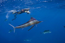 Mark Strickland photographs Atlantic sailfish {Istiophorus albicans} hunting sardines off Yucatan Peninsula, Mexico, Caribbean Sea. Model released