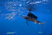 Atlantic sailfish {Istiophorus albicans} bats a single sardine out of a bait ball of Spanish sardines / gilt sardine / pilchard / round sardinella {Sardinella aurita} off Yucatan Peninsula, Mexico, Ca...