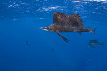 Released Atlantic sailfish {Istiophorus albicans}showing injuries from fish hook and line and handling, is swimming normally and hunting sardines off Yucatan Peninsula, Mexico, Caribbean Sea