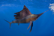 Atlantic sailfish {Istiophorus albicans} attacking bait ball of Spanish sardines / gilt sardine / pilchard / round sardinella {Sardinella aurita} off Yucatan Peninsula, Mexico, Caribbean Sea. Digitall...