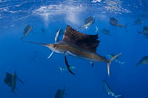 Large group (at least 18) of Atlantic sailfish {Istiophorus albicans} attacking bait ball of Spanish sardines / gilt sardine / pilchard / round sardinella {Sardinella aurita} off Yucatan Peninsula, Me...