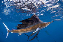 Atlantic sailfish {Istiophorus albicans} attacking bait ball of Spanish sardines / gilt sardine / pilchard / round sardinella {Sardinella aurita} off Yucatan Peninsula, Mexico, Caribbean Sea, Digitall...