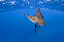 Atlantic sailfish {Istiophorus albicans} off Yucatan Peninsula, Mexico, Caribbean Sea. Digitally manipulated