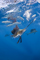 Atlantic sailfish {Istiophorus albicans} hits sardine with bill while feeding on bait ball of Spanish sardines / gilt sardine / pilchard / round sardinella {Sardinella aurita} off Yucatan Peninsula, M...