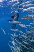 Atlantic sailfish {Istiophorus albicans} seizes fish from a bait ball of Spanish sardines / gilt sardine / pilchard / round sardinella {Sardinella aurita} off Yucatan Peninsula, Mexico, Caribbean Sea