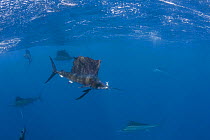 Atlantic sailfish {Istiophorus albicans} feeds on sardine seized from bait ball of Spanish sardines / gilt sardine / pilchard / round sardinella {Sardinella aurita} off Yucatan Peninsula, Mexico, Cari...
