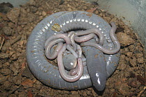 Caeacilian {Siphonops annulatus} female with young; the young caecilians tear off and feed on their mother's skin which regrows every three days, South America.
