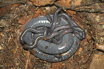 Caeacilian {Siphonops annulatus} female with young, the young caecilians tear off and feed on their mother's skin which regrows every three days, South America.