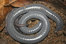 Caeacilian {Siphonops annulatus} female with young, the young caecilians tear off and feed on their mother's skin which regrows every three days, South America.