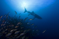 Whale shark {Rhincodon typus} circles a spawning aggregation of Dog snapper fish {Lutjanus jocu} just before sunset, waiting to filter feed on the fish eggs after the snappers spawn; a small puff of s...