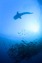 Whale shark {Rhincodon typus} circles a spawning aggregation of Dog snapper fish {Lutjanus jocu} just before sunset, waiting to filter feed on the fish eggs after the snappers spawn; Gladden Spit, Bel...