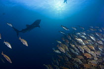 Whale shark {Rhincodon typus} circles a spawning aggregation of Dog snapper fish {Lutjanus jocu} just before sunset, waiting to filter feed on the fish eggs after the snappers spawn; Gladden Spit, Bel...