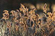 Common reeds {Phragmites australis} West Hay reedbeds, Somerset Levels, UK