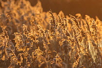 Common reeds {Phragmites australis} West Hay reedbeds, Somerset Levels, UK