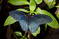 Great mormon butterfly (Papilio memnon) captive, from SE Asia
