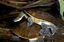 Roti Island snake-necked turtle (Chelodina mccordi) captive, from Roti Island, off Timor, Indonesia, Critically Endangered species