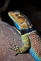 Male Blue spiny lizard (Sceloporus serrifer cyanogenys) captive, from Texas and Mexico