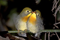 Red-billed leiothrix / Pekin robins (Leiothrix lutea) pair interacting, captive, from Central Himalayas
