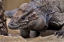 Male Rhinoceros iguana {Cyclura cornuta cornuta} captive, from Haiti and Dominican Republic, Vulnerable species