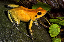Bi-coloured / Black legged poison dart frog (Phyllobates bicolor) juvenile, captive, from Colombia