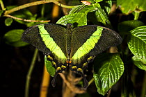 Banded peacock / Emerald swallowtail (Papilio palinurus) captive, from South East Asia
