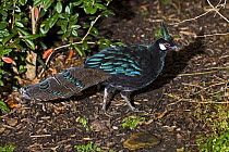Male Palawan peacock pheasant (Polyplectron emphanum / napoleonis) captive, from Palawan Island, Philippines, Vulnerable species