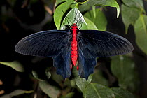 Male Batwing butterfly (Atrophaneura semperi) captive, from the Philippines
