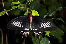 Female Batwing butterfly (Atrophaneura semperi) captive, from the Philippines